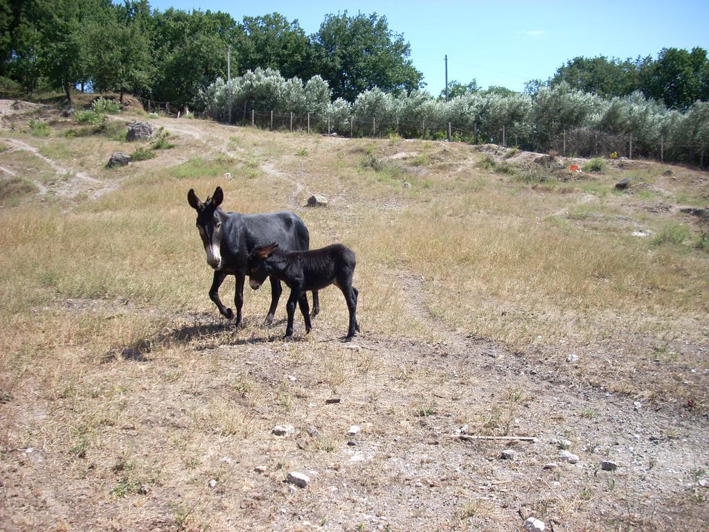 Masseria Sparano Βίλα Battipaglia Εξωτερικό φωτογραφία